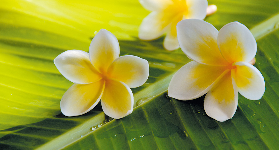 写真：花