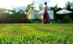 The Garden