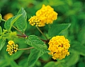 足元を飾るランタナの花