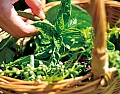 自家菜園で無農薬のハーブを摘む