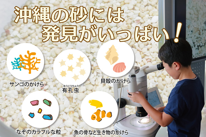 サンゴ