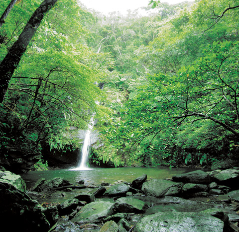 river and water fall in green