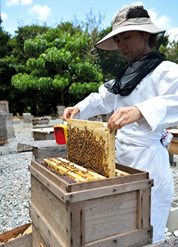 honey bees
