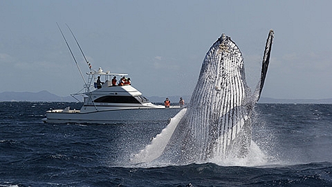 【1/3～4/5開催】ホエールウォッチングツアー img