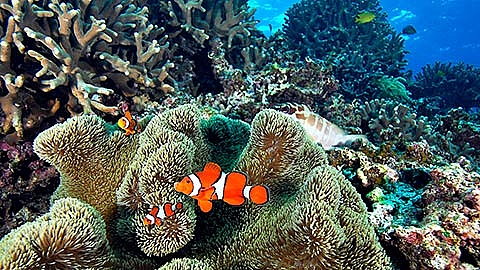 Search for clownfish with Wheeebo img